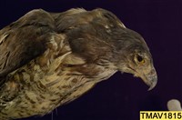 鳳頭蒼鷹藏品圖，第11張